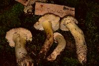 Tricholoma saponaceum image