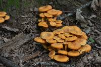 Omphalotus illudens image