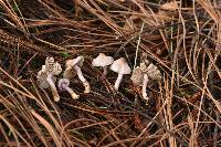 Inocybe geophylla var. lilacina image