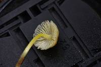 Mycena epipterygia image