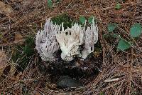 Clavulina coralloides image