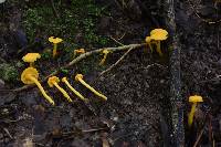 Cantharellus minor image