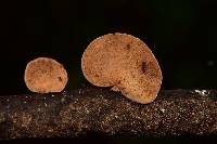 Mycobonia flava image