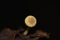 Lepiota trichroma image