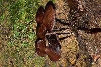 Psilocybe zapotecorum image