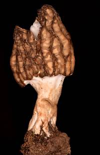 Morchella rufobrunnea image