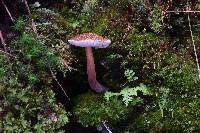 Austroboletus gracilis image