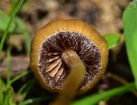 Psilocybe mexicana image