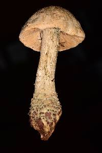 Amanita pelioma image