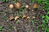Psilocybe mexicana image