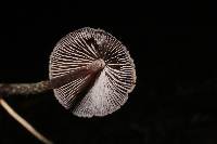 Psilocybe neoxalapensis image