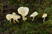 Hygrophorus chrysodon image