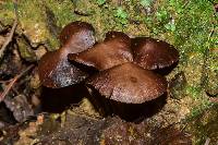 Psilocybe zapotecorum image