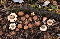 Geastrum saccatum image