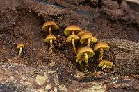 Pholiota granulosa image