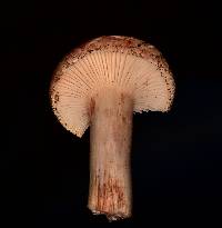 Hygrophorus russula image