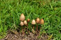 Psilocybe mexicana image