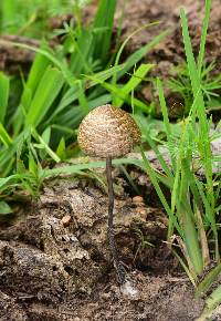 Panaeolus cyanescens image