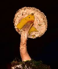 Image of Boletellus coccineus