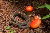 Amanita yema image