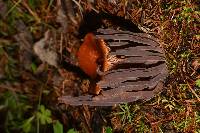 Alloclavaria purpurea image