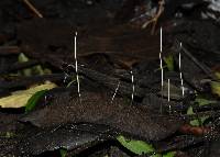 Macrotyphula juncea image