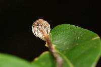 Psilocybe neoxalapensis image