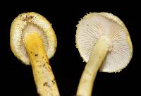 Hygrophorus chrysodon image