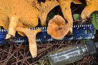 Cantharellus roseocanus image