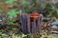 Alloclavaria purpurea image