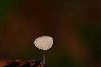 Mycena stylobates image