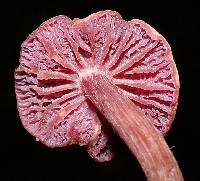 Laccaria amethystina image