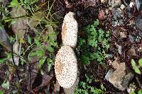 Macrolepiota colombiana image