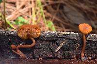 Gymnopilus picreus image