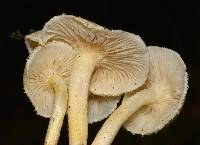 Hygrophorus chrysodon image