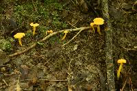 Cantharellus minor image