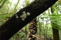 Armillaria puiggarii image