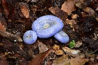 Lactarius indigo image