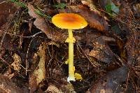 Amanita flavoconia image