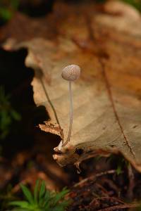 Mycena stylobates image