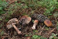 Amanita rubescens image