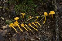 Cantharellus minor image