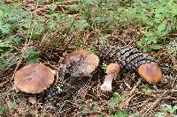 Amanita rubescens image