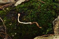 Ophiocordyceps gracilioides image