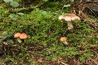 Hygrophorus pudorinus image