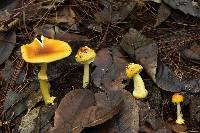 Amanita flavoconia image