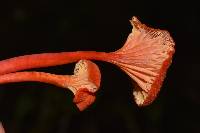 Hygrocybe cantharellus image