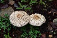 Macrolepiota colombiana image