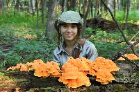 Laetiporus sulphureus image