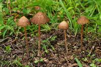 Psilocybe mexicana image